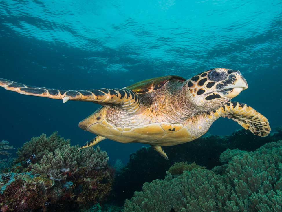 snorkeling with turtles in kk