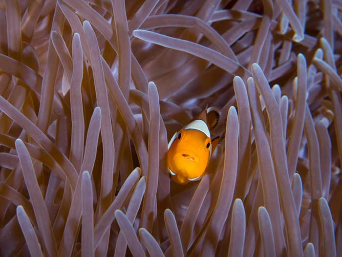 clownfish kota kinabalu