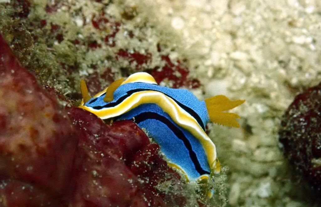 MACRO - NUDIBRANCH