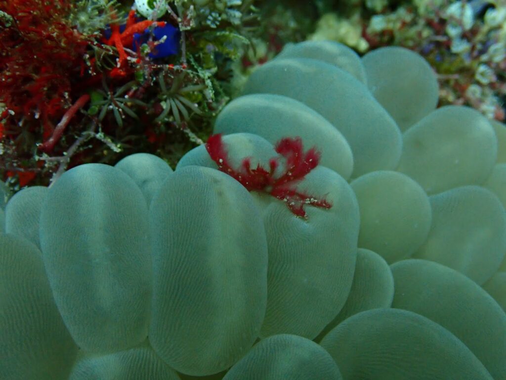 MACRO PHOTOGRAPHY - ORANGUNTAN CRAB