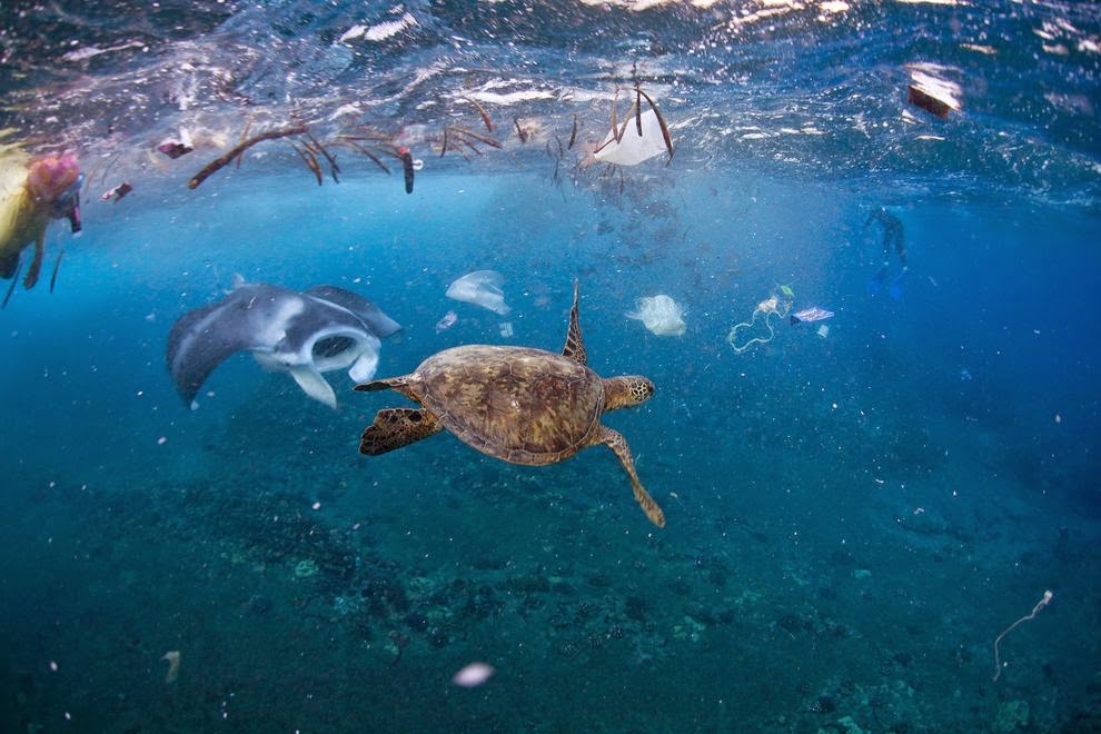 BEACH CLEANS ARE ESSENTIAL TO SAVE MARINE LIFE