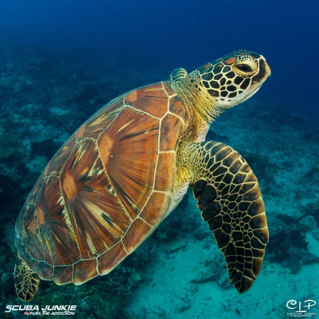diving Kota Kinabalu turtle