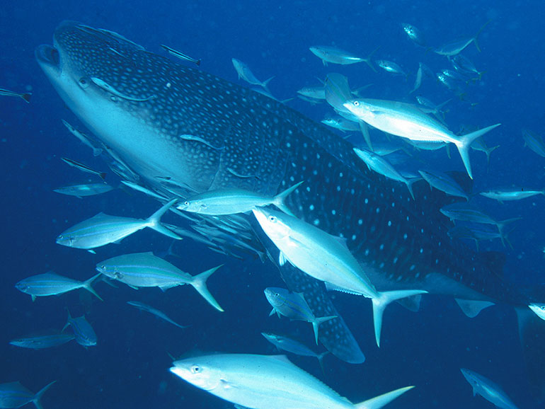 WHALE SHARKS