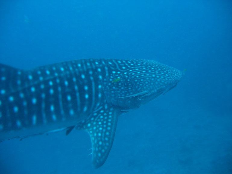 WHALE SHARKS IN KK 