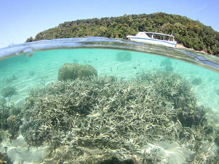 snorkeling kota kinabalu coral reef