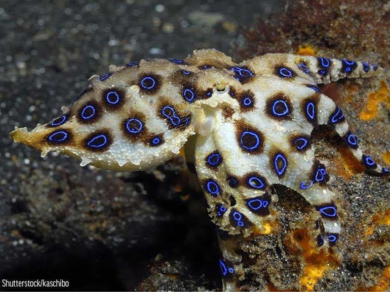 blue ringed octopus