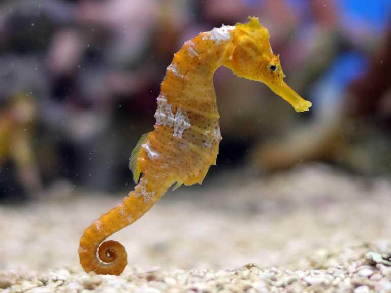 seahorse