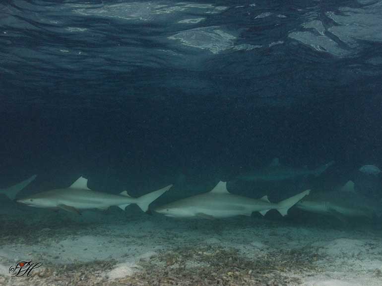 hunting black tip reef sharks kk