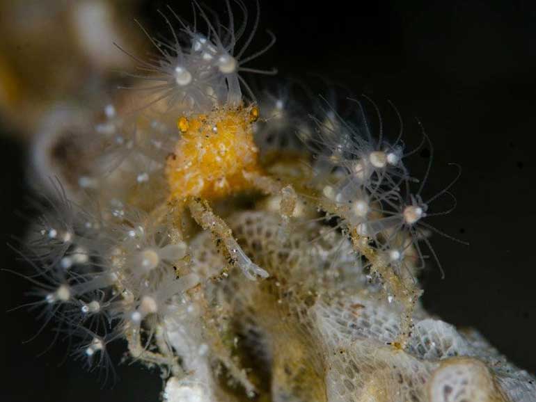 spider crab night dive