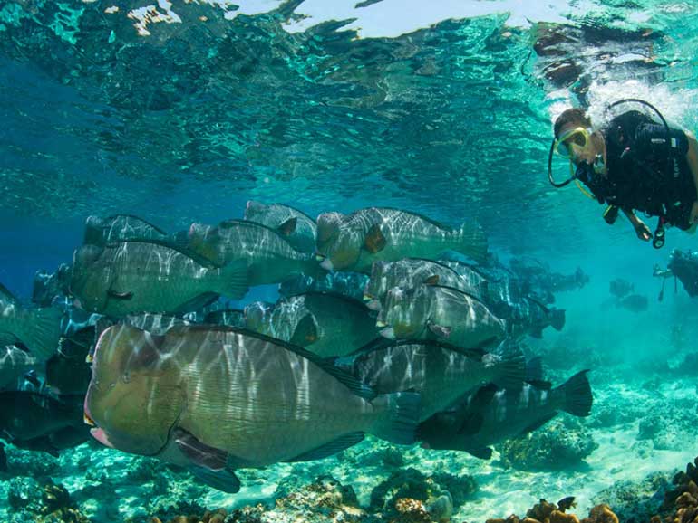 dive sipadan island