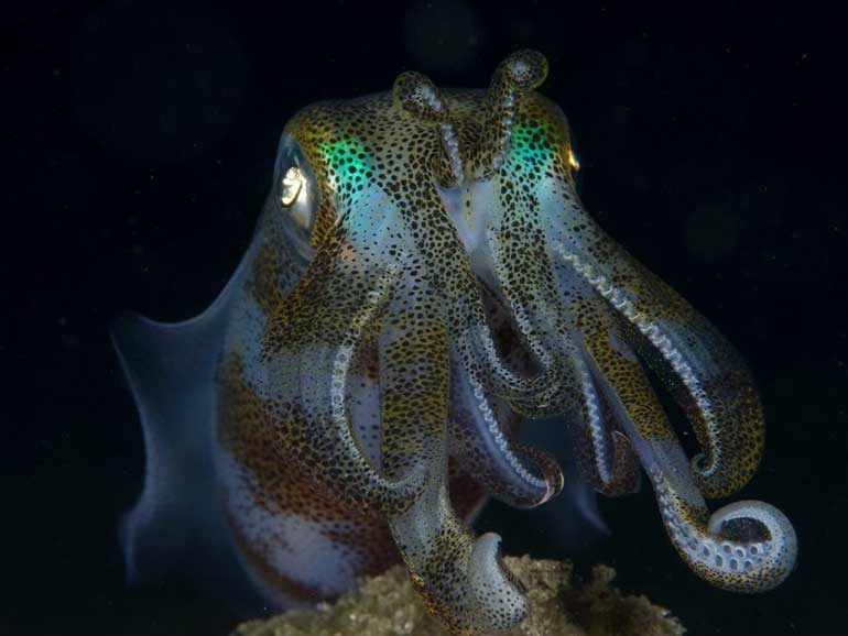 reef squid at night