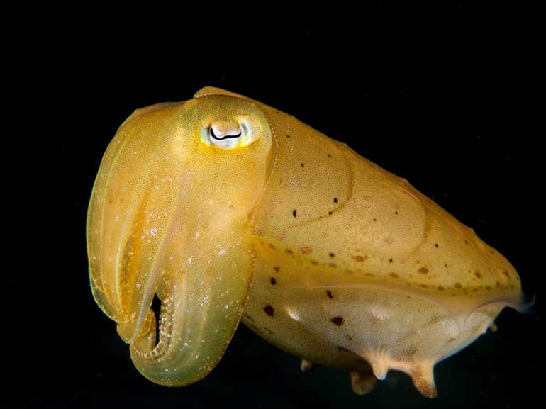 night dive cuttlefish