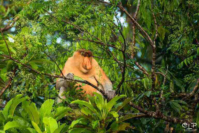 Proboscis monkey, Klias Land tour
