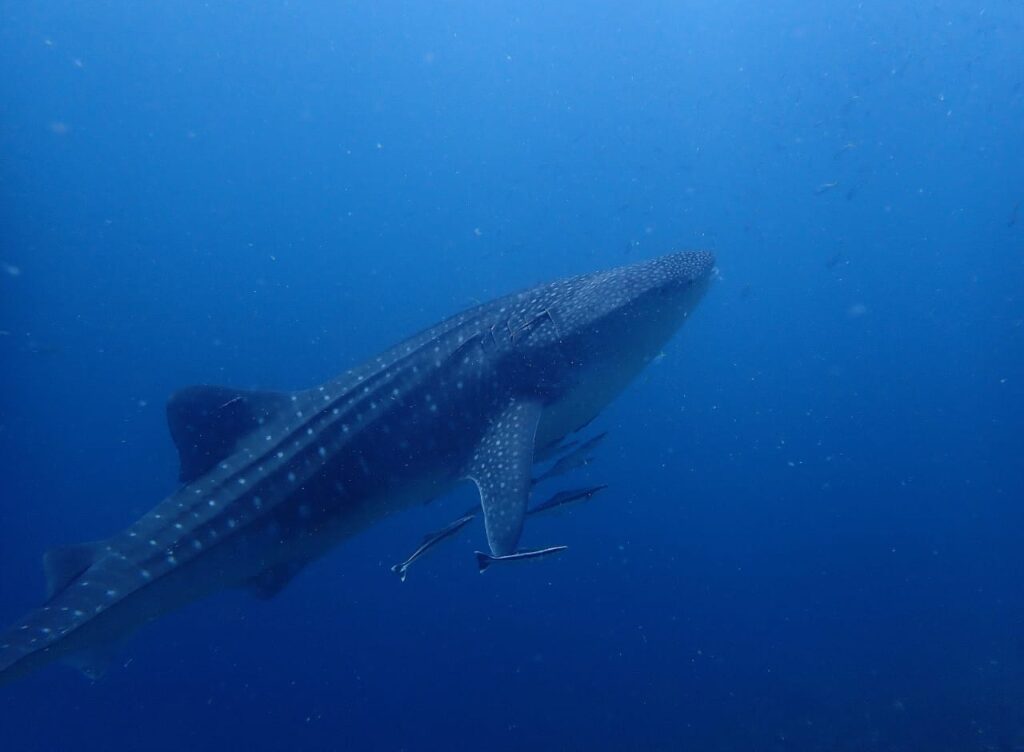 Whale Shark