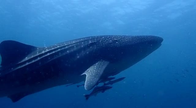 Whaleshark encounter